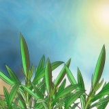 Snoei 'n oleander
