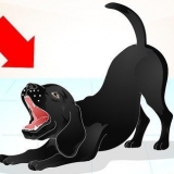 Een ondeugende labrador trainen