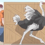 Een ontmoeting met 'n struisvogel oorleef