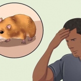Een ontsnapte hamster vangen