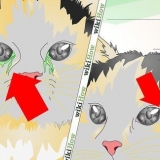 'N ooginfeksie by 'n kat behandel