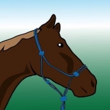 Een paard borstelen