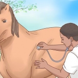 Een paard laten aankomen
