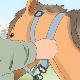 Een paard optuigen