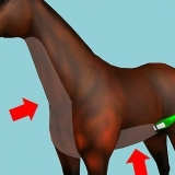 Een paard scheren