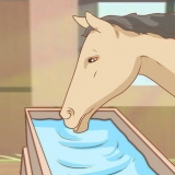 Een paard voer