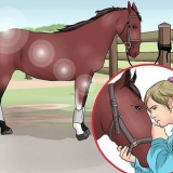 Een paardenhoef uitkrabben