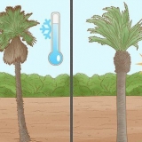 Plant 'n palmboom