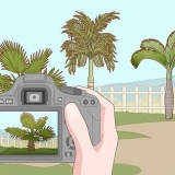 Verwyder 'n palmboom