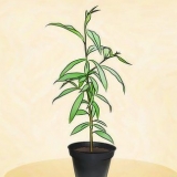 Plant 'n perskeboom
