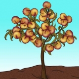 Snoei 'n perskeboom