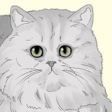 Een perzische kat identifiseern