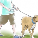 Een pitbull opvoeden