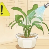 Stoor 'n plant wat oorwater is