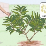 Snoei 'n plumeria