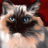 Een ragdoll herkennen