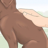 Een rasechte labradorpuppy identifiseern