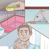 Een rat versorgen