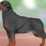 Een rottweiler identifiseer
