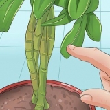 Snoei van 'n schefflera-plant