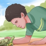 Een schildpad aaien