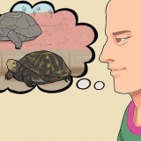 Een schildpad in winterslaap verzorgen