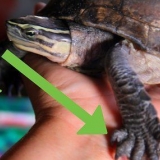 Een schildpad versorgen