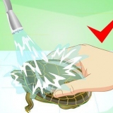Een schildpad wassen