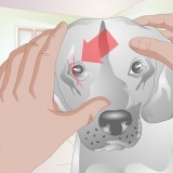 'N schram op die oog van 'n hond behandel