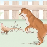 Een shiba inu hondjie kies