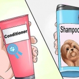 Een shih tzu hondjie wassen
