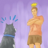 Een siberiese husky trainen