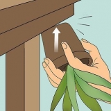 Herleef 'n sterwende aloe vera-plant