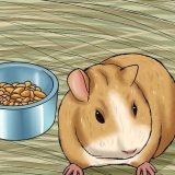Een stervende cavia versorgen