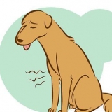 Een stervende hond herkennen