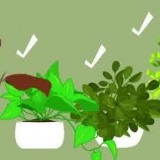 Die maak van 'n terrarium