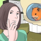 Een verdwaalde hamster vind