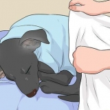 Een verkouden hond behandel