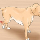 Een verstuiking by 'n hond behandel