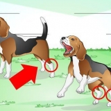 Hoe om 'n verstuite enkel by 'n hond te behandel