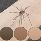 Herken 'n vioolspinnekop