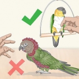 Een vogel aaien