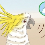 Een vogel in die huis is stil laat