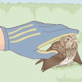 Een vogel met 'n gebroken vleugel help