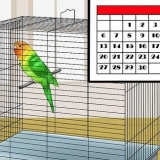 Een vogel tem maak