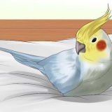 Een vogel wassen