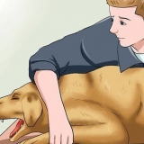 Een ''vossenstaart'' uit die neus van 'n hond verwyder