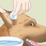 Een wond aan het oor van 'n hond versorgen