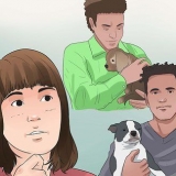 Een yorkie hondjie uitkiezen