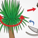 Snoei 'n yucca
